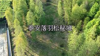 空拍 中社觀光花市 泰安落羽松秘境 泰安鐵道 [upl. by Atikahs]