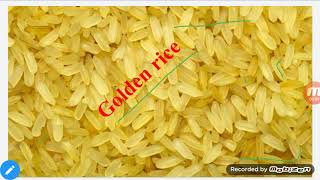 Golden rice Transgenic crop [upl. by Enomsed377]