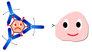 Functions of antibodies Antibody functions [upl. by Esinyt87]