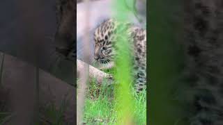 Celebrating Birth of Two Rare Amur Leopards  San Diego Zoo [upl. by Wack]