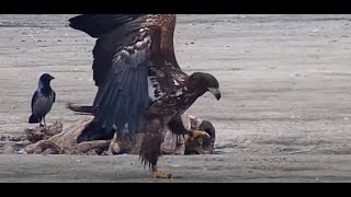 Whitetailed Eagle and other Birds Siemień Poland 20241024 [upl. by Sybilla]