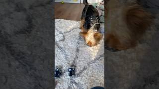 Yorkshire Terrier Excited for His New Shoes [upl. by Beutner469]