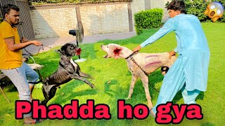 Qari Nay Max Or Heavy Bully Dog ka phadda krwa dea🥹  Big surprise coming soon 🥰 [upl. by Theodora]