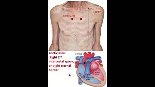 Surface anatomy of Aortic mitral pulmonary amp tricuspid area of heart shorts heart medzcool [upl. by Woolcott]