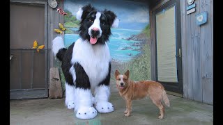 Dog Quadsuit and Real Dog Doing Tricks [upl. by Ibok]