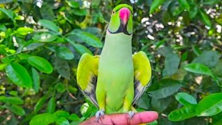 Ringneck Parrot Talking In Clear Voice [upl. by Couq]