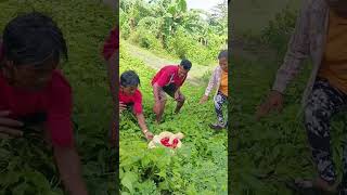 Malaking ahas nagpugad ng ginto funny funnyvideo comedy [upl. by Boor332]