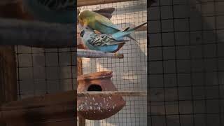 Showcross amp Greywing Budgies [upl. by Entirb]