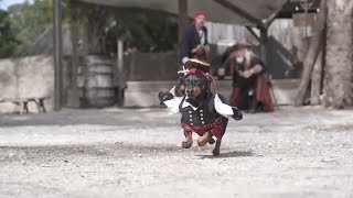 Crusoe Dreams of Pirates  Cute Dog Video Pirate Costume [upl. by Gaile522]