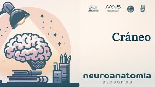 Cráneo  Neuroanatomía Asesorías  AANS ESMIPN [upl. by Anoid]