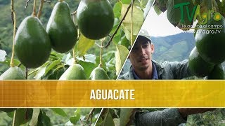 Cuales son las Variedades de Aguacate  TvAgro por Juan Gonzalo Angel [upl. by Harris]