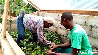 Comment produire massivement lOkokEru Gnetum africanum bouturage rééducation des plantules [upl. by Caine]