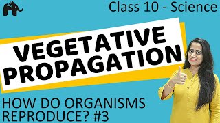 Vegetative Propagation  How do Organisms Reproduce 3 Class 10 Science [upl. by Fortuna]