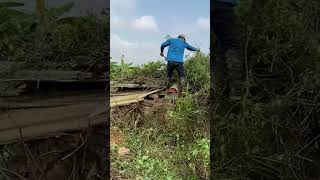 Cutting down trees Clean up house abandoned clean cleanup cuttingdown [upl. by Assyli]