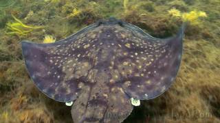 Snorkeling with rays in Ireland lots of rays Watch in HD [upl. by Iznil]