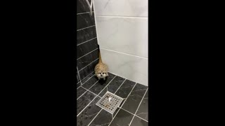 미어캣 응아할때 힘주는 소리  The sound of Meerkat doing own business at toilet  오또랑  Oddorang [upl. by Lundquist]