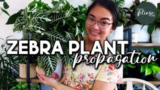 How to Propagate a Zebra Plant Aphelandra Squarrosa [upl. by Kezer469]