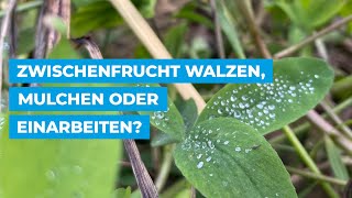 Zwischenfrucht walzen mulchen oder einarbeiten [upl. by Anelam]