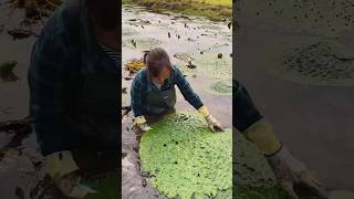 Amazing Natural Gorgon Harvesting amp Rural Life  Prickly Water Lily Seeds satisfying shorts [upl. by Lyrad]