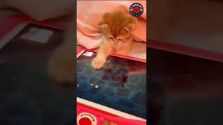 Exciting Cats shorts ExcitingCats cat funnycats cats funny [upl. by Lasky658]