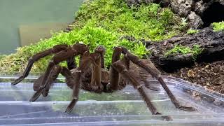 Theraphosa stermi rehouse and care [upl. by Aralc]