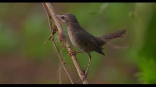 Siberian Rubythroat dancing away  Noyachar  WestBengal  2 dec 2023  nature [upl. by Peyter862]