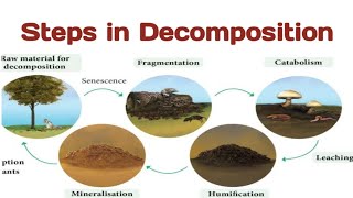 Steps in Decomposition fragmentation leaching catabolism humification mineralization microbes [upl. by Acassej]