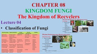 Classification of FungiZygomycetesAscomycetesBasidiomycetes Zygomycetes Divisions of Fungi [upl. by Ititrefen30]