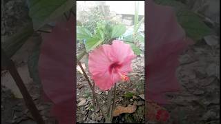 Hibiscus Tea Health Benefits 🌸Garden Blooms 3 shorts hibiscustea [upl. by Ynad]