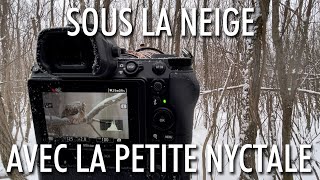 Sous la NEIGE avec la plus petite CHOUETTE du Québec  la petite NYCTALE  photographie animalière [upl. by Onaimad]