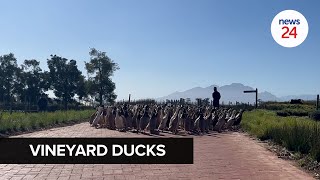 WATCH  Runner ducks keep pests at bay at Stellenbosch vineyard [upl. by Tess]