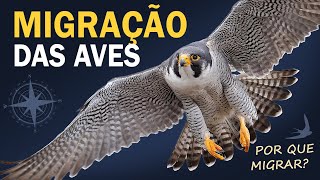 Os segredos da MIGRAÇÃO DAS AVES [upl. by Maxentia418]