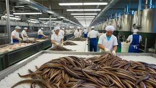 How Millions of Eels Are Processed in a Factory  Eel Production Process [upl. by Ennairol]