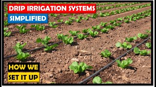 Farming in Zambia Drip Irrigation Systems Simple Direct and Costeffective [upl. by Farrington453]