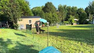 AKC Fetch  Retriever feat Medic Dutch Shepherd and handler Ashley Jacobson [upl. by Aissej]