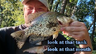 look at that tank look at that mouth Mississippi crappies and bluegills in the morning [upl. by Aicertal]