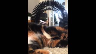 Cat with attitude Tortie by name tortitude by nature [upl. by Arramat345]