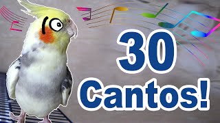 30 melhores cantos para treinar calopsita  Treinamento de canto para calopsitas [upl. by Salba531]