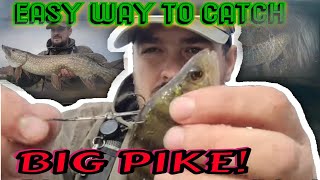 The Most Easy Way To Catch a Pike  live bait fishing for pikes [upl. by Northrop]