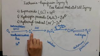 Ischemia Reperfusion InjuryFree Radical mediated Cell InjuryCell InjuryGeneral PathologyHMohan [upl. by Levon]