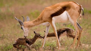 Springbok giving birth in wild [upl. by Hasin]