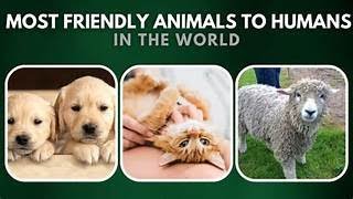 Human Friendly Dogs Fects 🐕dog doglover thakurdas facts viralvideo [upl. by Einattirb543]