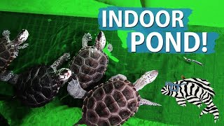 Indoor Pond Update New Turtle Basking Dock [upl. by Burroughs944]