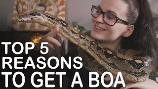 TOP 5 REASONS TO GET A BOA [upl. by Emmet]