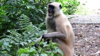 Angry Langur Monkey SOUNDS [upl. by Noonan]