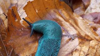 Have You Ever Seen a Blue Slug [upl. by Mayer]