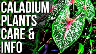 Caladium Plant Info And Care  Caladium Care Tips And Tricks [upl. by Christalle971]