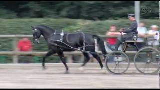 Elitär  Bronzeplatz beim Bundeschampionat Schweres Warmblut 2011 [upl. by Schurman]