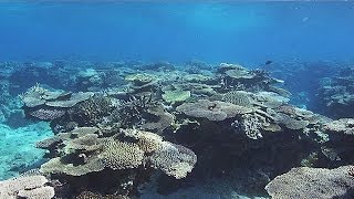 奄美大島 珊瑚礁の海 Coral Reef Sea of AMAMI  Shot on RED EPIC [upl. by Clarisa]