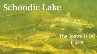 Underwater Drone Footage Schoodic Lake The Spawn is On Part 3 [upl. by Halilad]